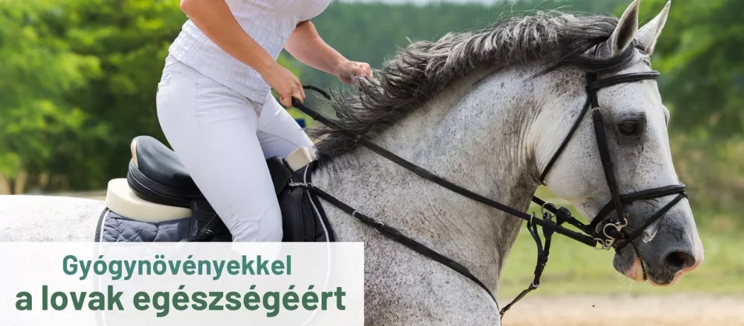 Garudavet
