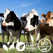 Payapro hormone-free, herbal milk yield booster premix 1 kg