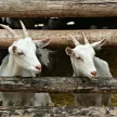 Mastilep herbal udder gel againts mastitis 1 kg
