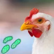 Coccihar herbal premix against coccidiosis 1 kg