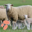 Coccihar herbal premix against coccidiosis 1 kg
