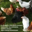 Stresroak herbal immune boosting, anti-stress premix 10 kg