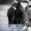 Seminogen hormone-free herbal premix for improving semen-quality 1 kg