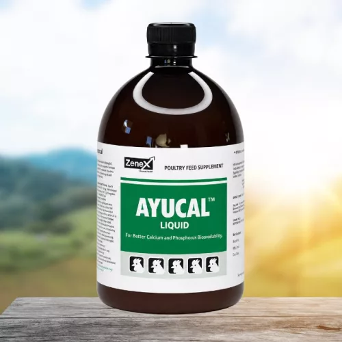 Ayucal herbal oral liquid for enhanced calcium and phosphorus absorption 1 litre