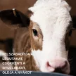 Pulmofarm T légzést javító premix 1 kg