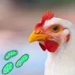 CocciLiq herbal oral liquid against coccidiosis 1 litre