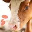 CocciLiq herbal oral liquid against coccidiosis 1 litre