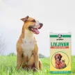 Livjivan herbal liver tonic for dogs 30 ml