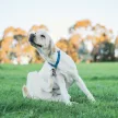 Charmaid herbal capsules against skin allergies for dogs 30 pcs
