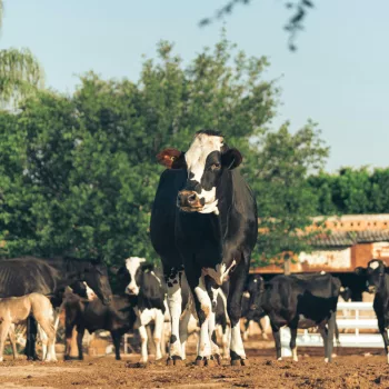 Livestock