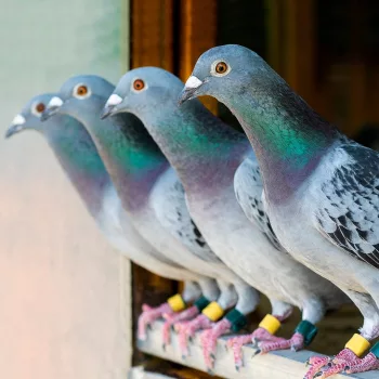 Pigeon