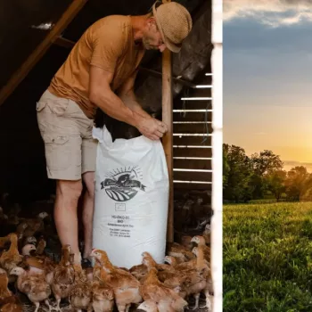 Organic Feed