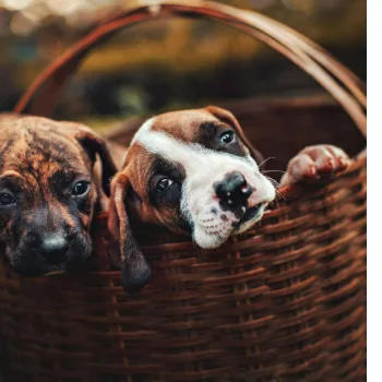 Pets