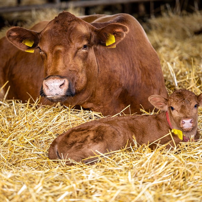 Environmental Mastitis and the Art of Bedding Management