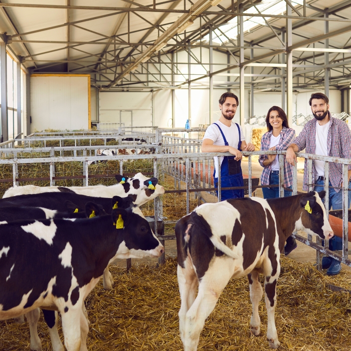 Herbal Formulations and Their Role in Gut Microbiome of Ruminants