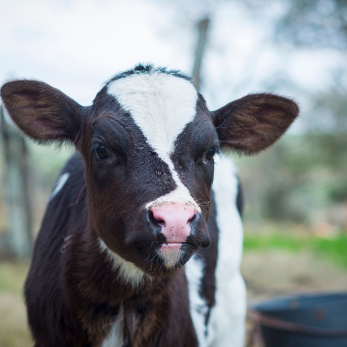 Breakthrough in the Control of Cryptosporidiosis-Related Calf Diarrhoea
