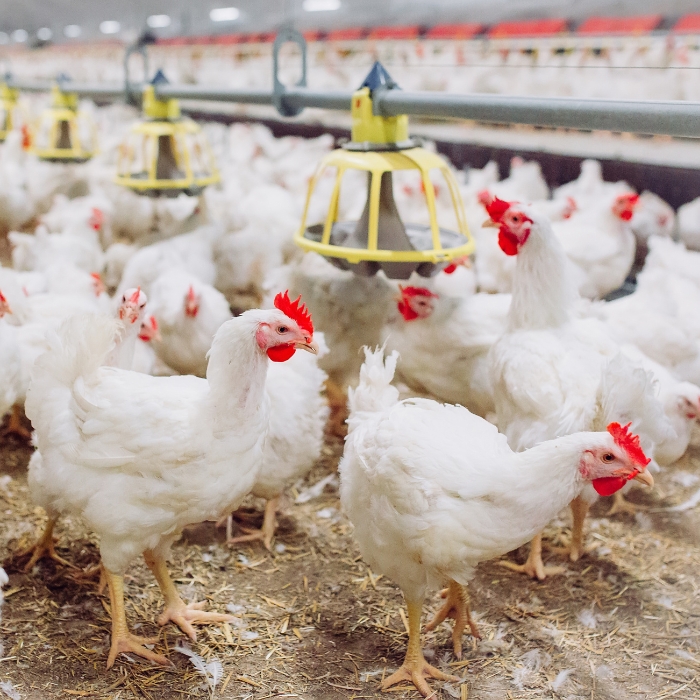 Reducing Forced Culling in Broiler Breeder Flocks Affected by Staphylococcal Lameness