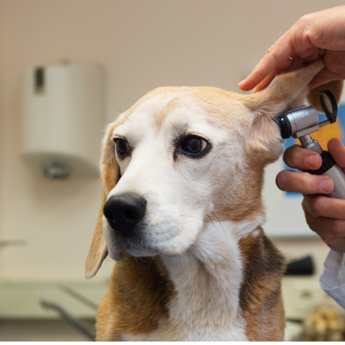 Ear Infections in Dogs: These Are the Underlying Causes