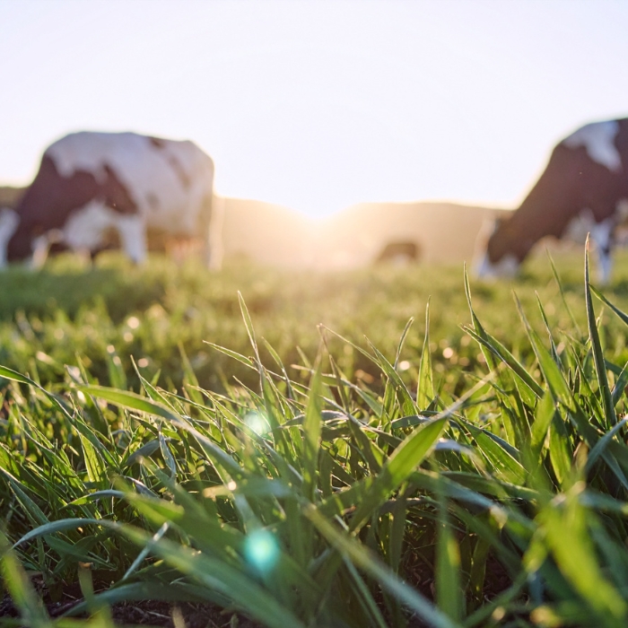 Heat Stress and Summer Mastitis: The Invisible Danger of Heatwaves in Dairy Farms