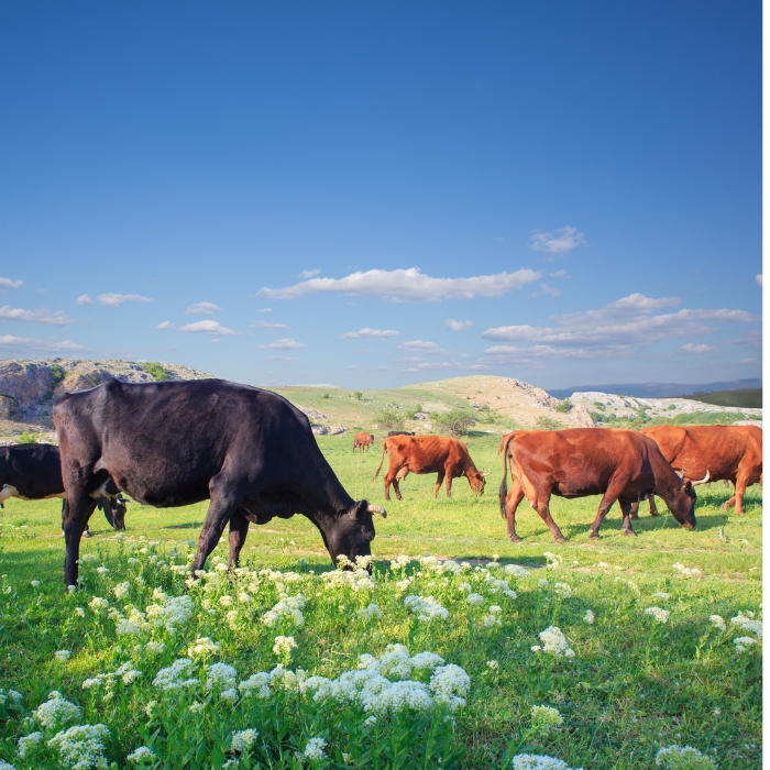 Why Does Milk Yield Drop in Summer? The Impact of Heat on Lactation Performance 