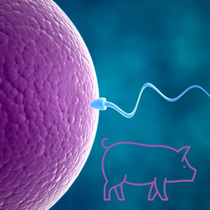 Reproductive Disorders in Boars, and Proven Hormone-Free Solutions