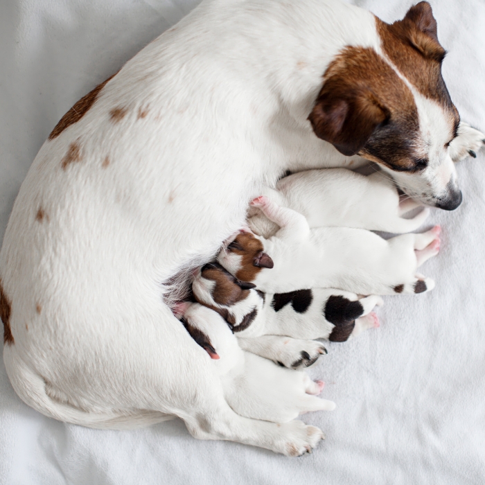 Expecting Puppies? A Complete Guide to Mother Dog Care