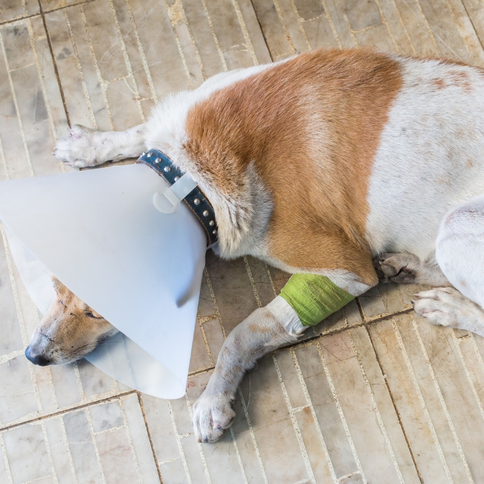Dog Injuries from A to Z: How to Support Wound Healing