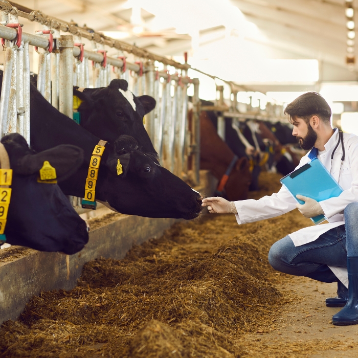 Mastitis in Dairy Cows: Economic Implications and Breakthrough Treatments