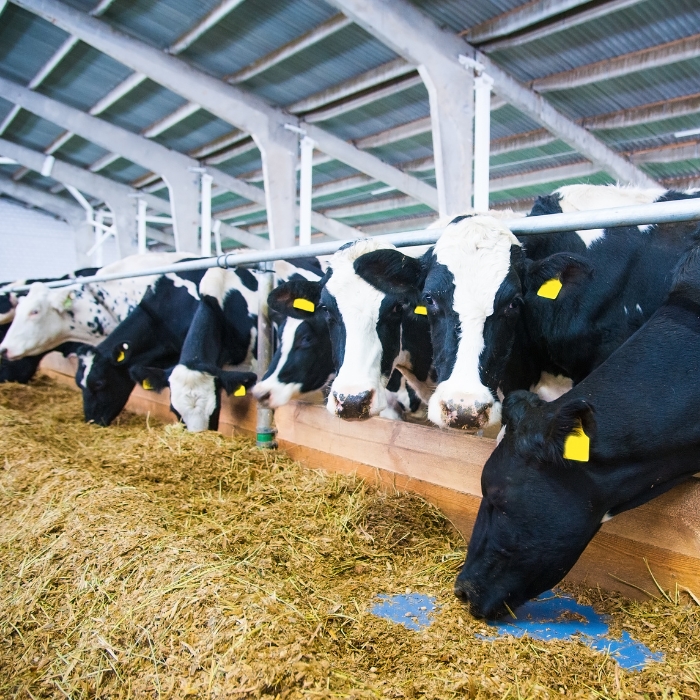 The Practice of Selective Dry Cow Therapy (SDCT)