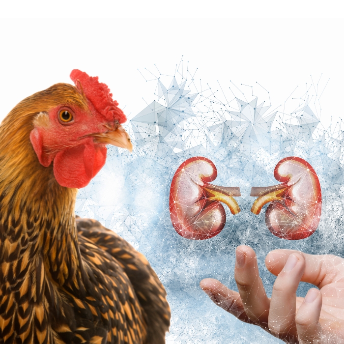 Kidney Diseases in Poultry: New, Natural Ways of Support
