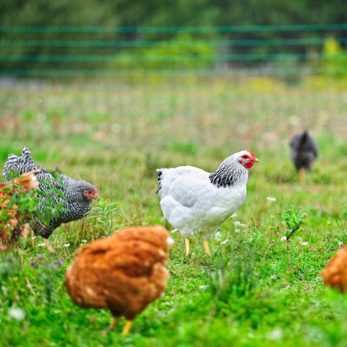 Summer Management in Poultry: Combatting Heat Stress