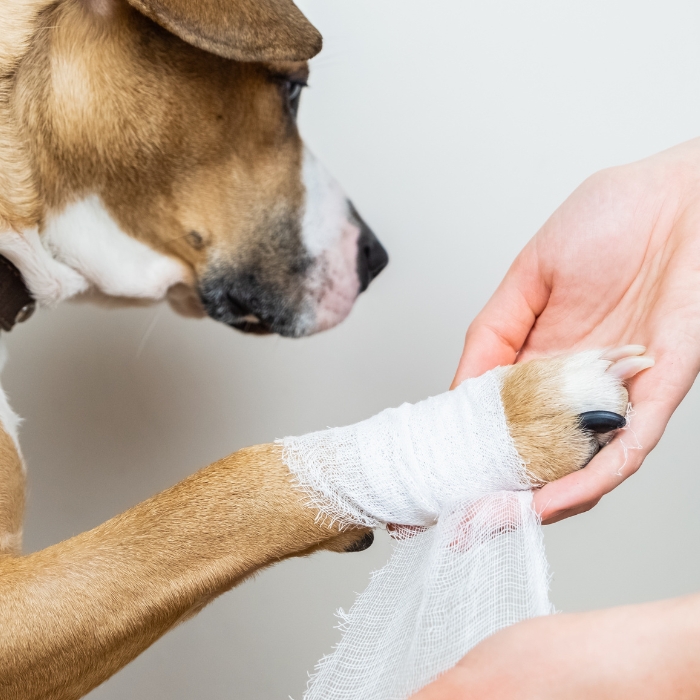 Sebgyógyulás, sebkezelés állatoknál: így gyorsíthatod fel a sebgyógyulást