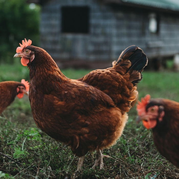 Proven natural solution against red poultry mites