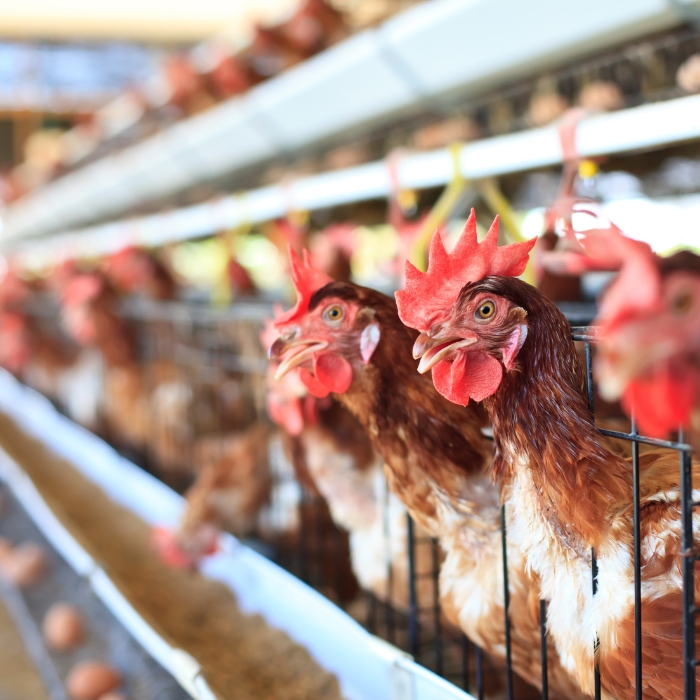 The Benefits of Plant-Based Choline in Laying Hens