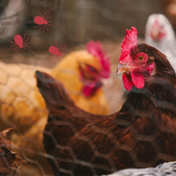 Red Poultry Mite: It May Take More Than a Year to Get Rid of It