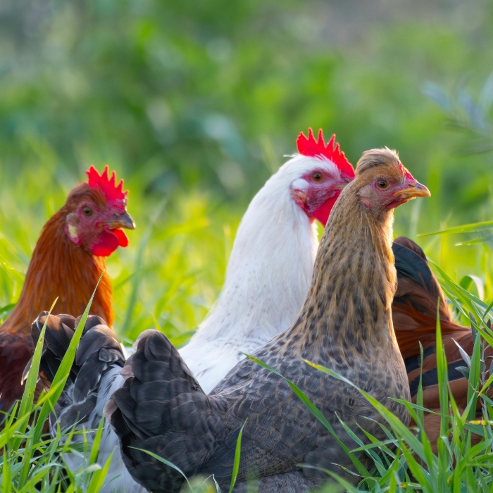 Így tedd hatékonyabbá a baromfitartást vitaminokkal!