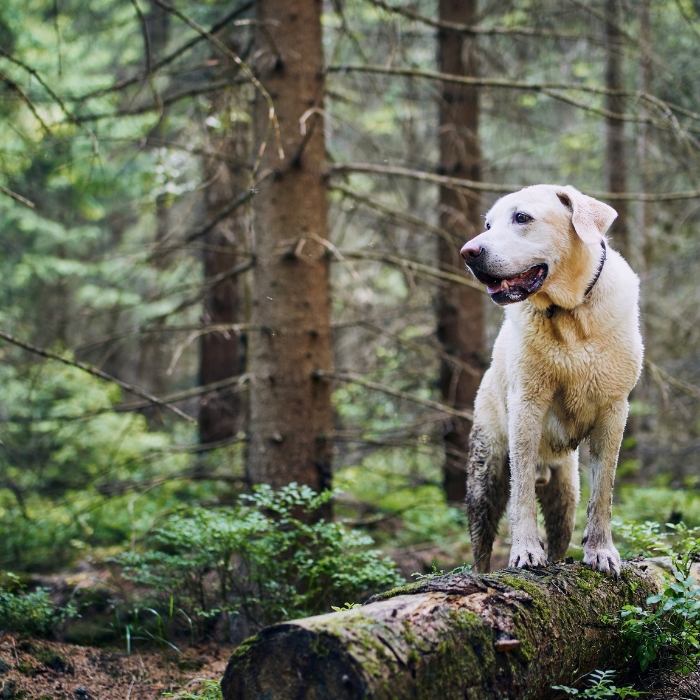 Ticks, fleas? Don’t bring them home from your walk!